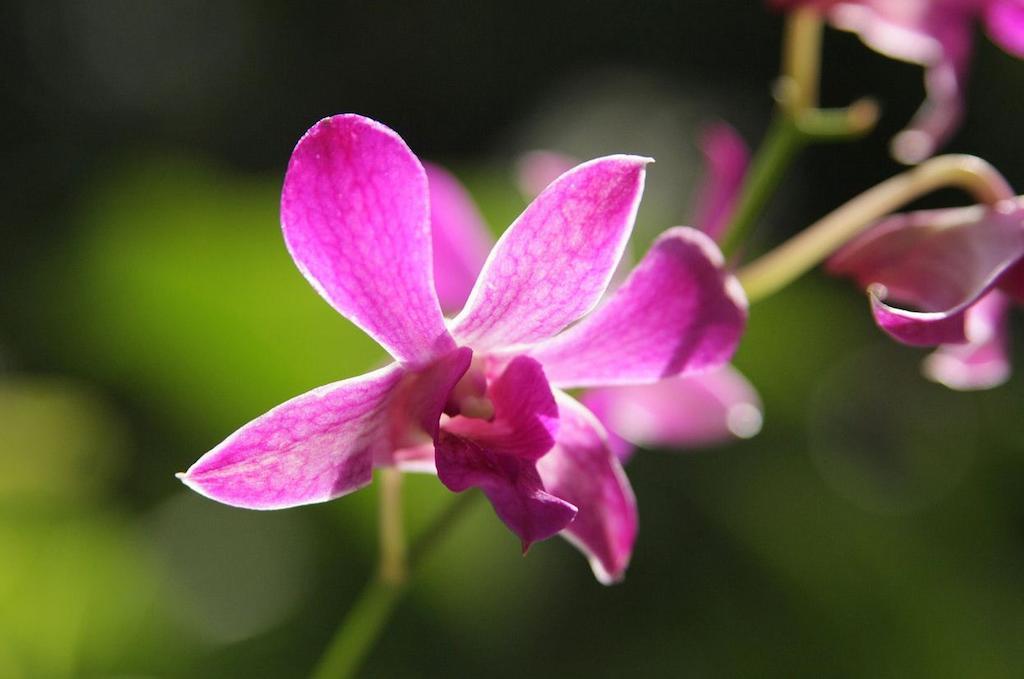 The Fiji Orchid Hotel Lautoka Ngoại thất bức ảnh