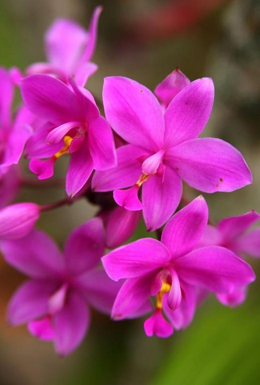 The Fiji Orchid Hotel Lautoka Ngoại thất bức ảnh