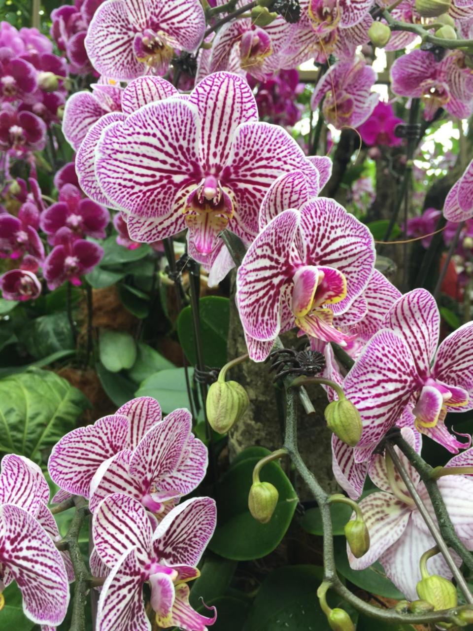 The Fiji Orchid Hotel Lautoka Ngoại thất bức ảnh